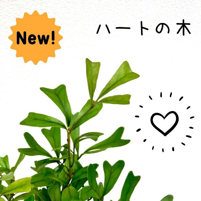 観葉植物現品販売