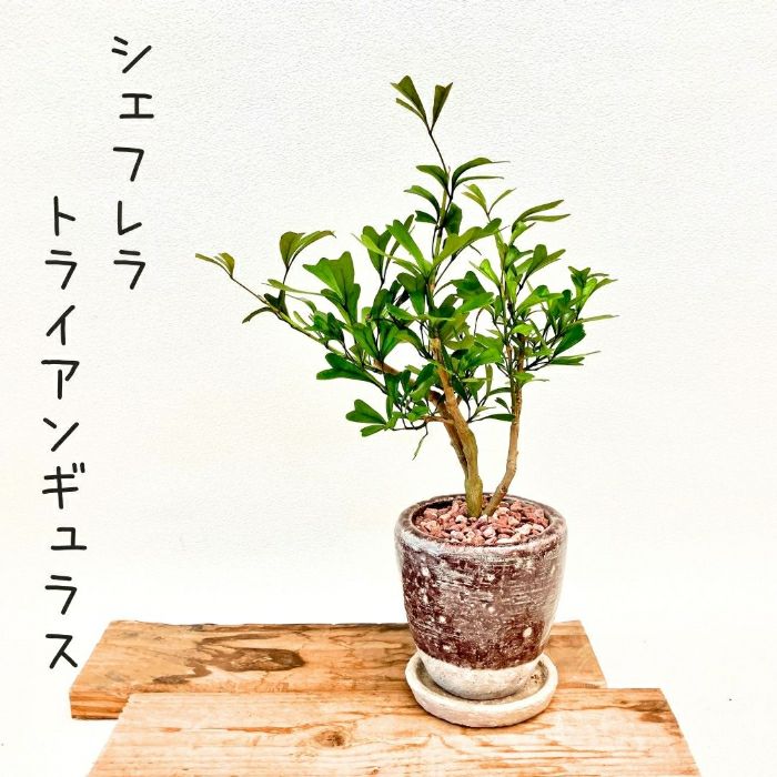 観葉植物現品販売