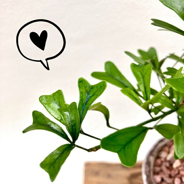 観葉植物現品販売