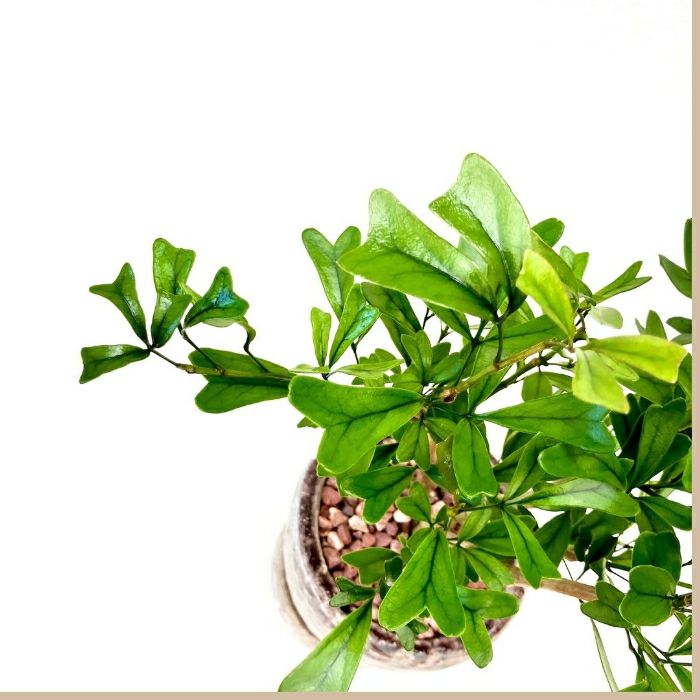 観葉植物現品販売