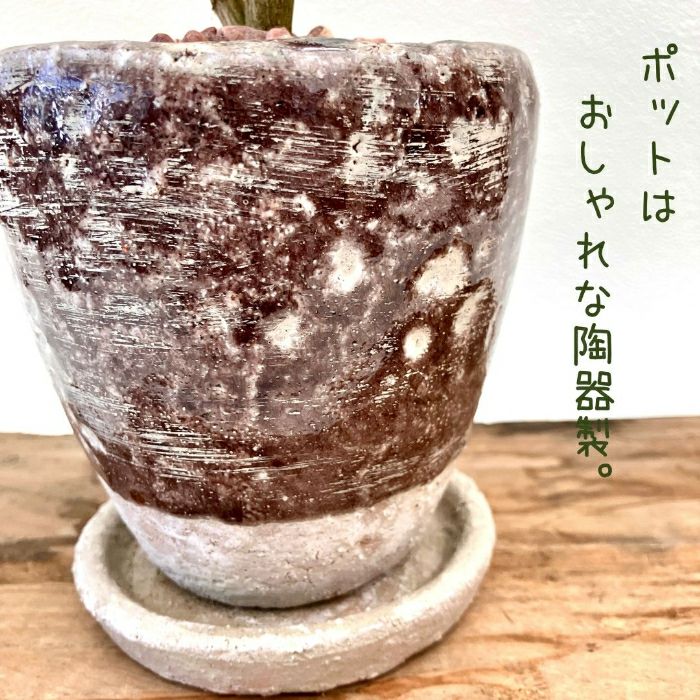 観葉植物現品販売