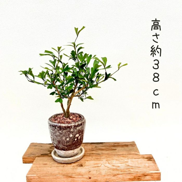 観葉植物現品販売