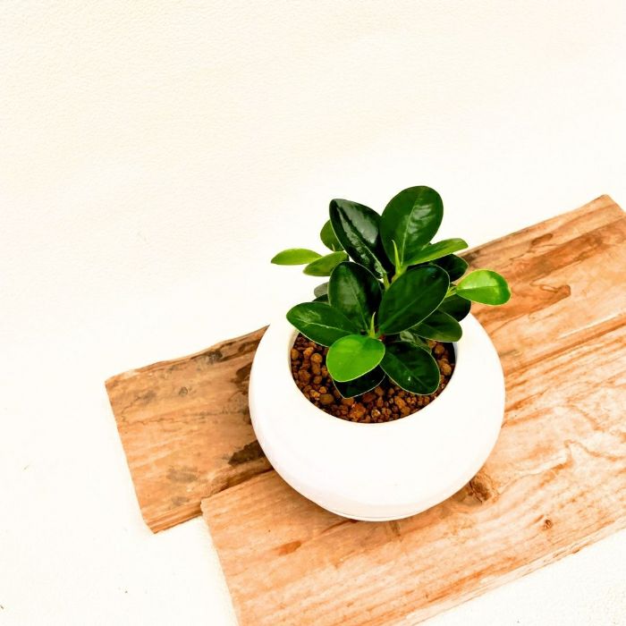 観葉植物現品販売