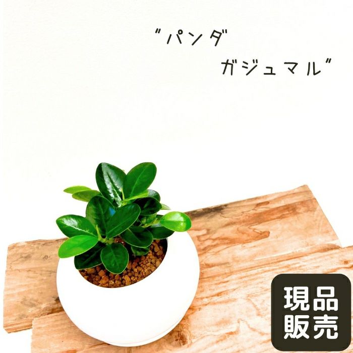 観葉植物現品販売