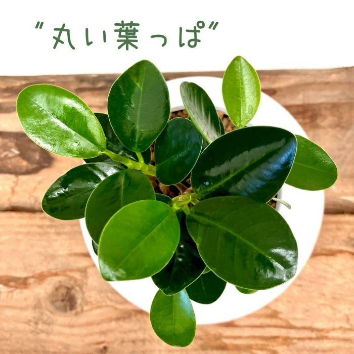 観葉植物現品販売