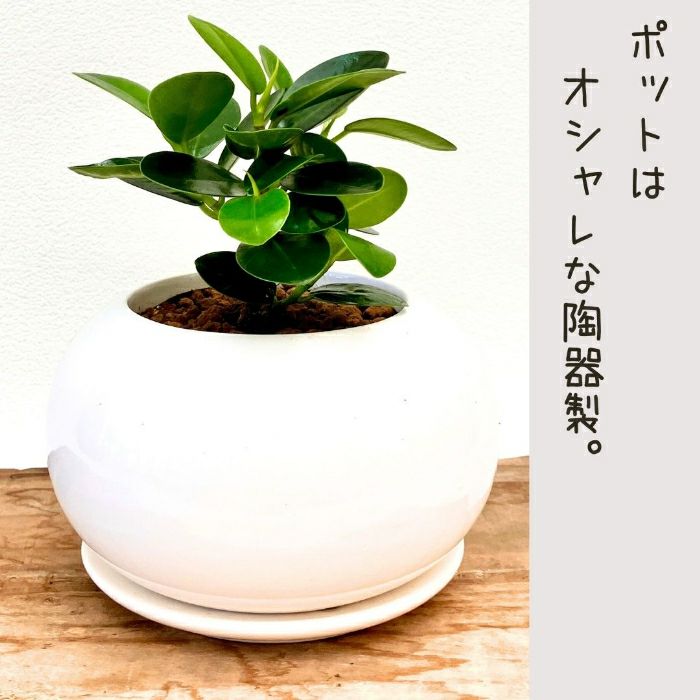 観葉植物現品販売