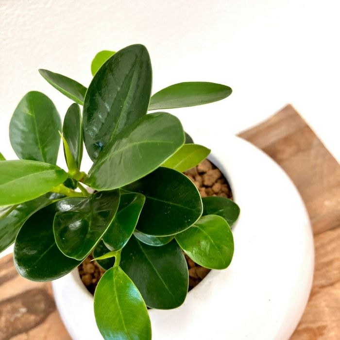 観葉植物現品販売