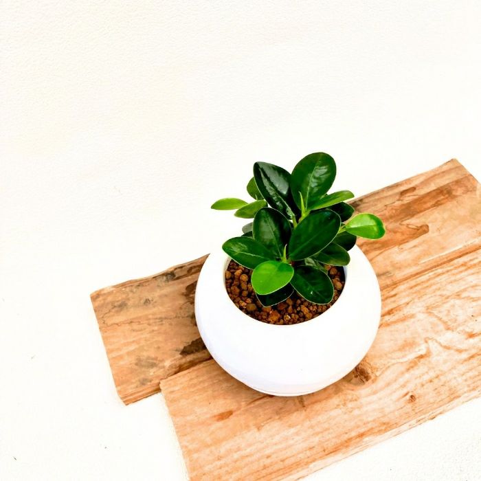 観葉植物現品販売