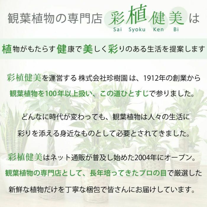  ボールバスケット鉢カバー 6号用