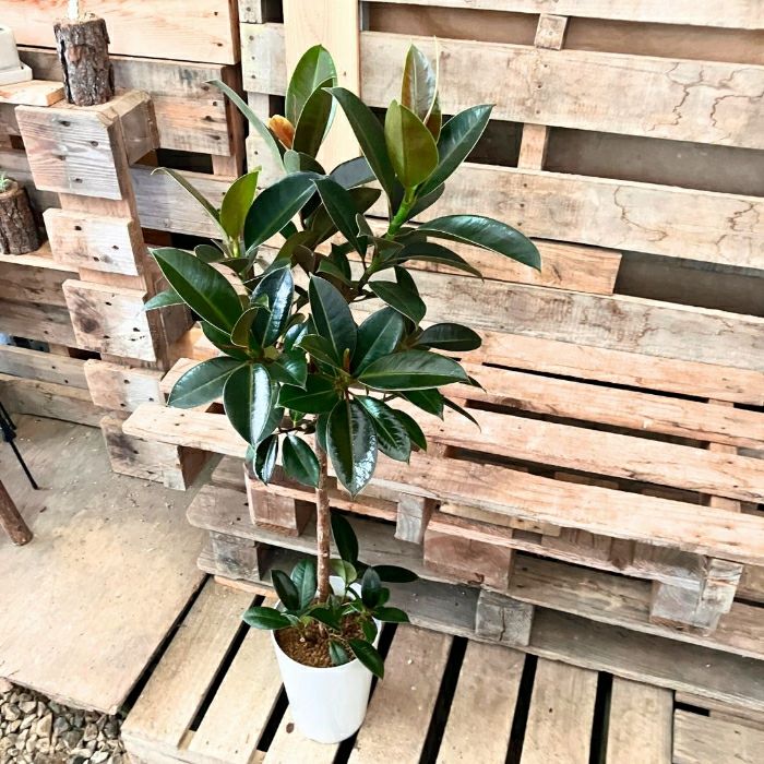 観葉植物現品販売