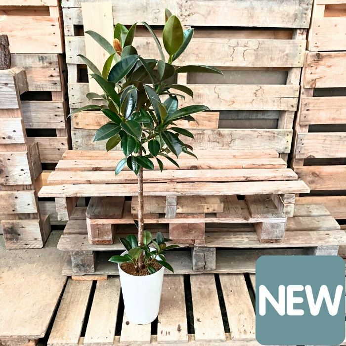 観葉植物現品販売