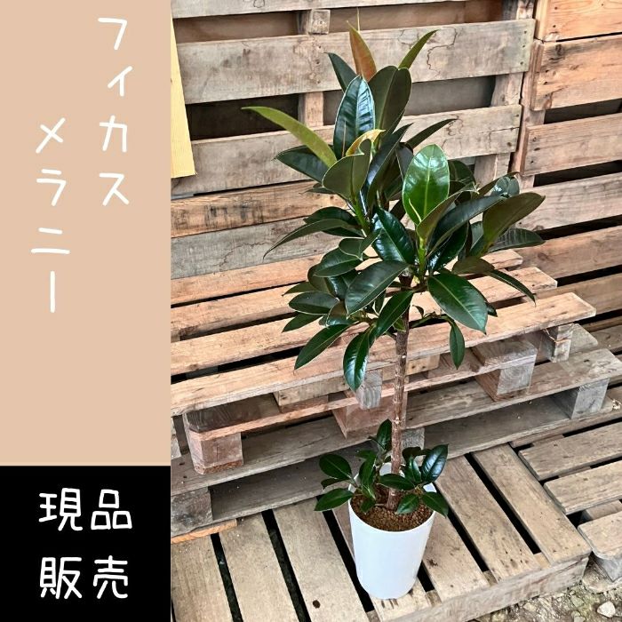 観葉植物現品販売