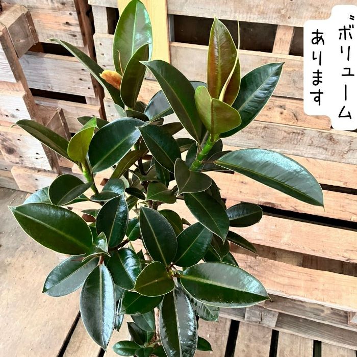 観葉植物現品販売