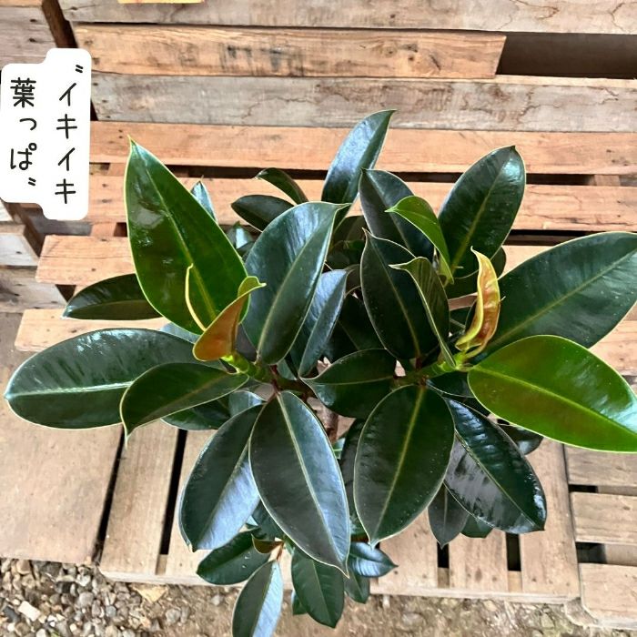 観葉植物現品販売