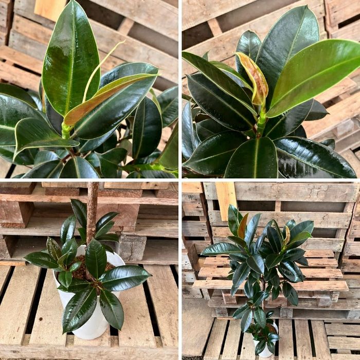 観葉植物現品販売