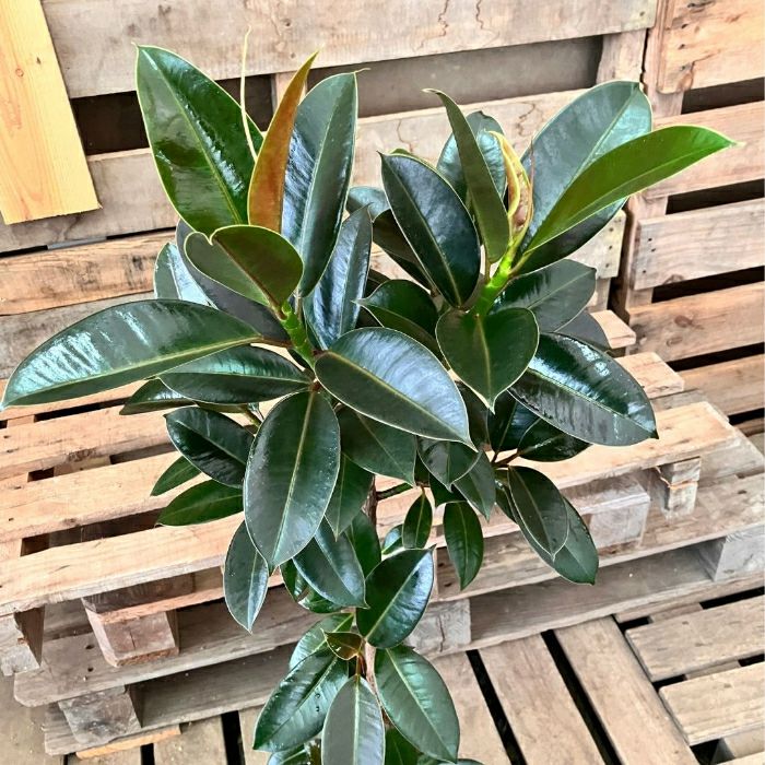 観葉植物現品販売