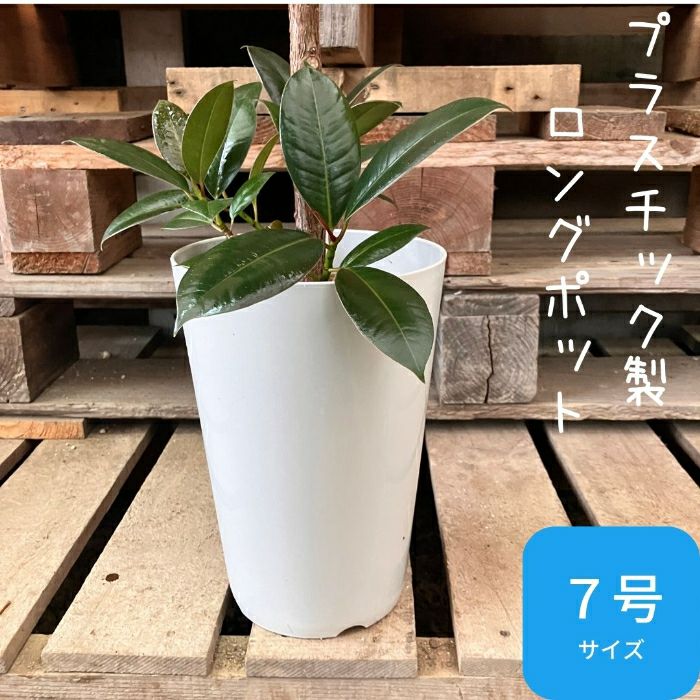 観葉植物現品販売