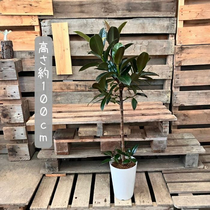 観葉植物現品販売