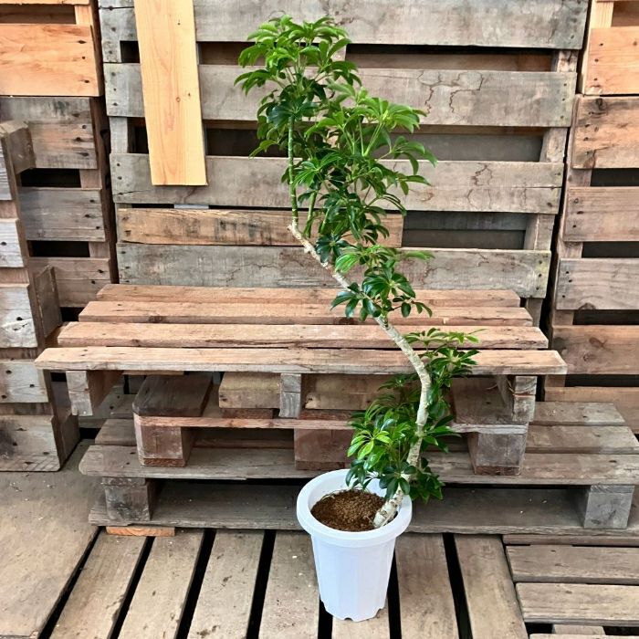 観葉植物現品販売