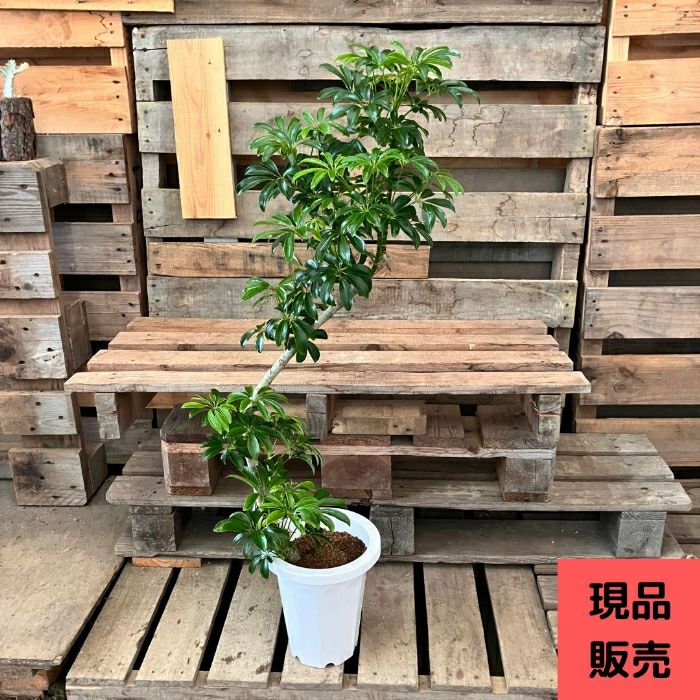観葉植物現品販売