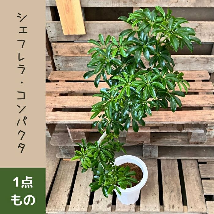 観葉植物現品販売