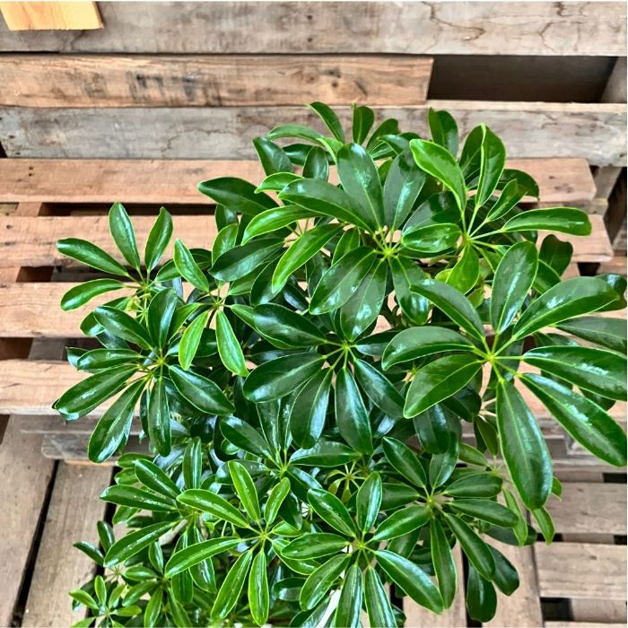 観葉植物現品販売