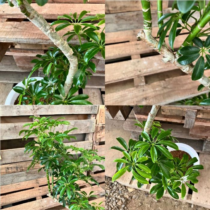 観葉植物現品販売