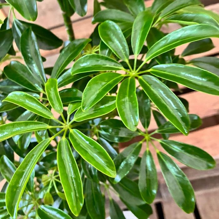 観葉植物現品販売