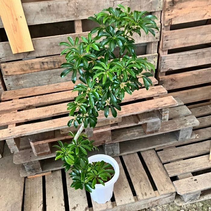 観葉植物現品販売