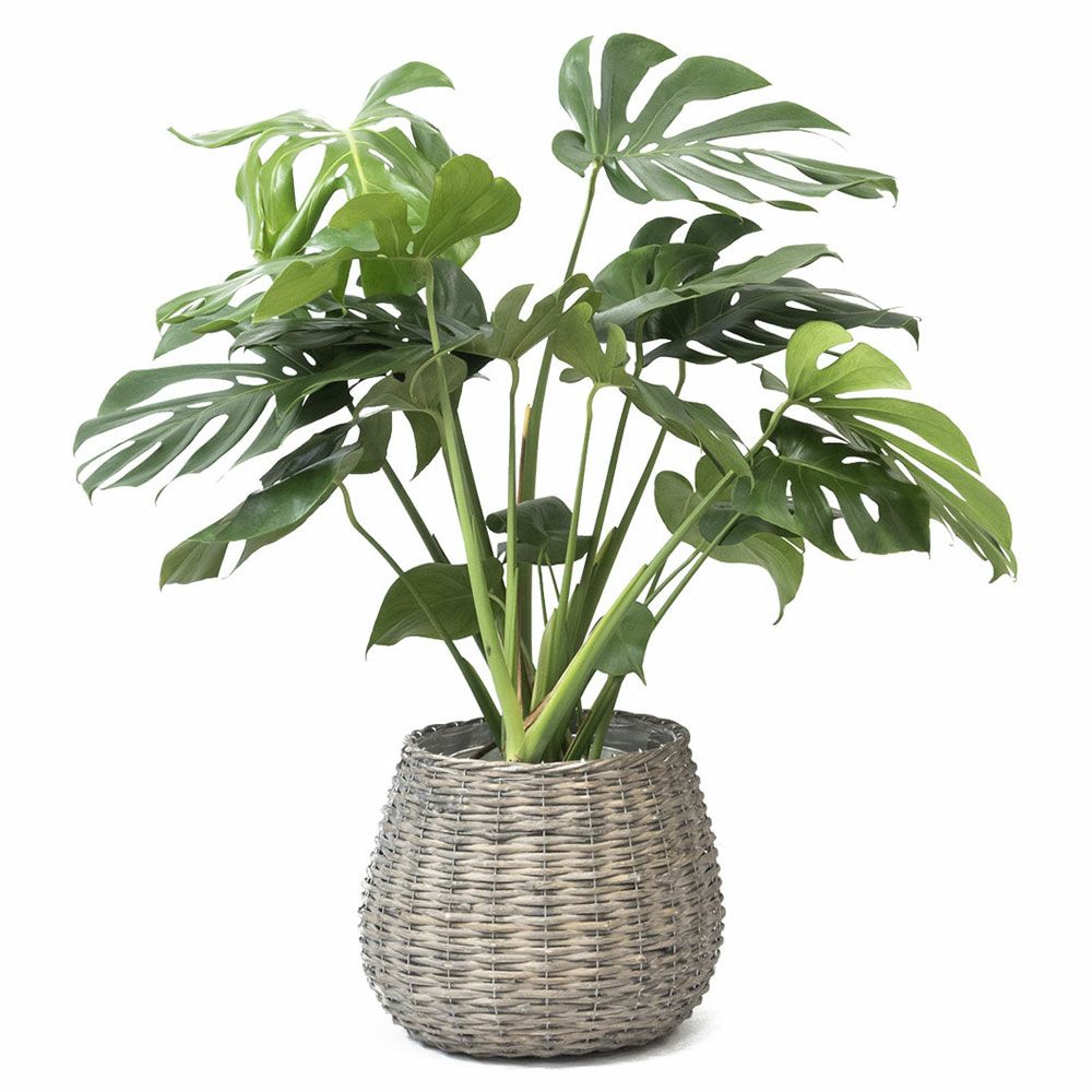 モンデリックボールバスケット 7号鉢・8号鉢兼用 鉢カバー