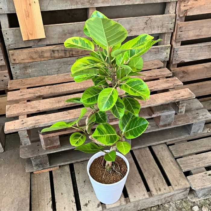 観葉植物現品販売