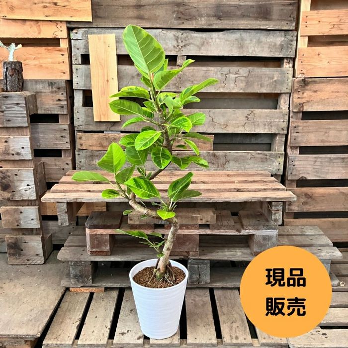 観葉植物現品販売