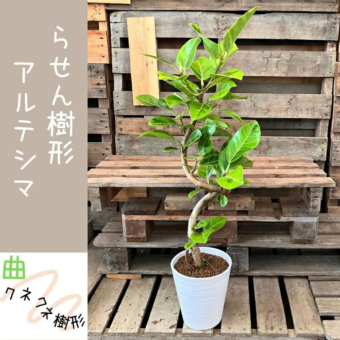 観葉植物現品販売