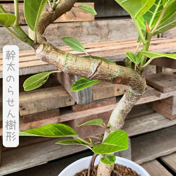 観葉植物現品販売