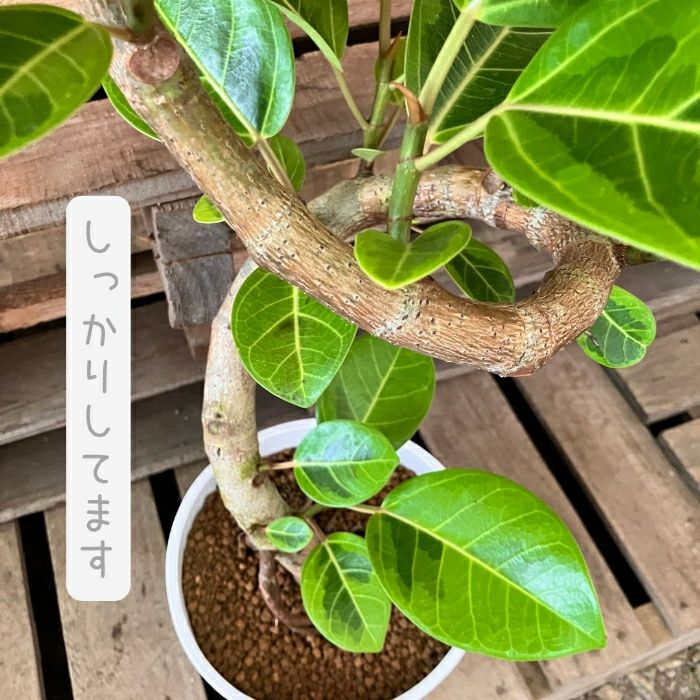 観葉植物現品販売