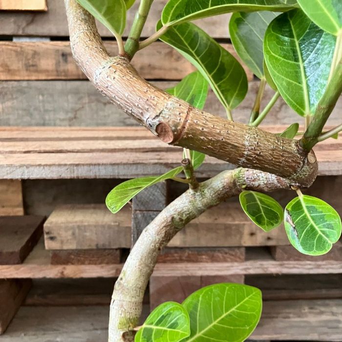 観葉植物現品販売