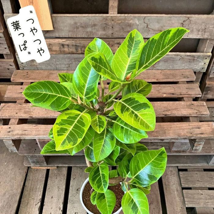 観葉植物現品販売