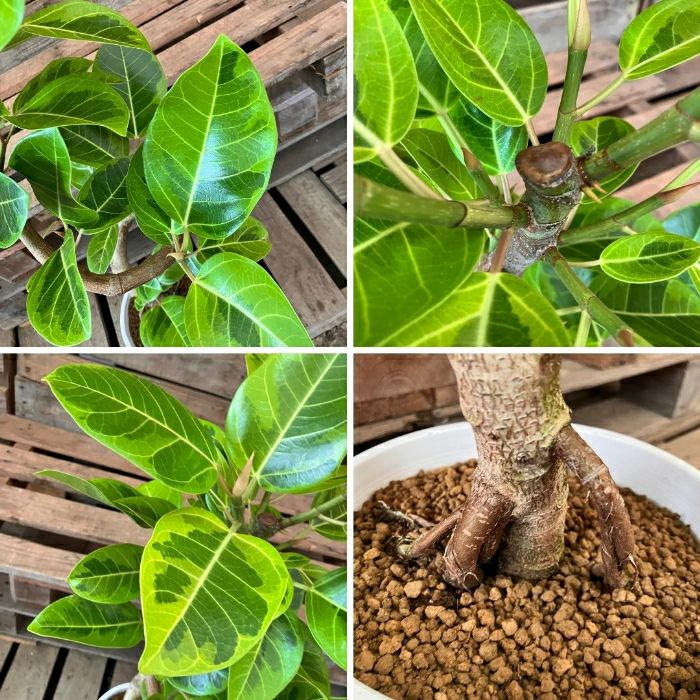 観葉植物現品販売