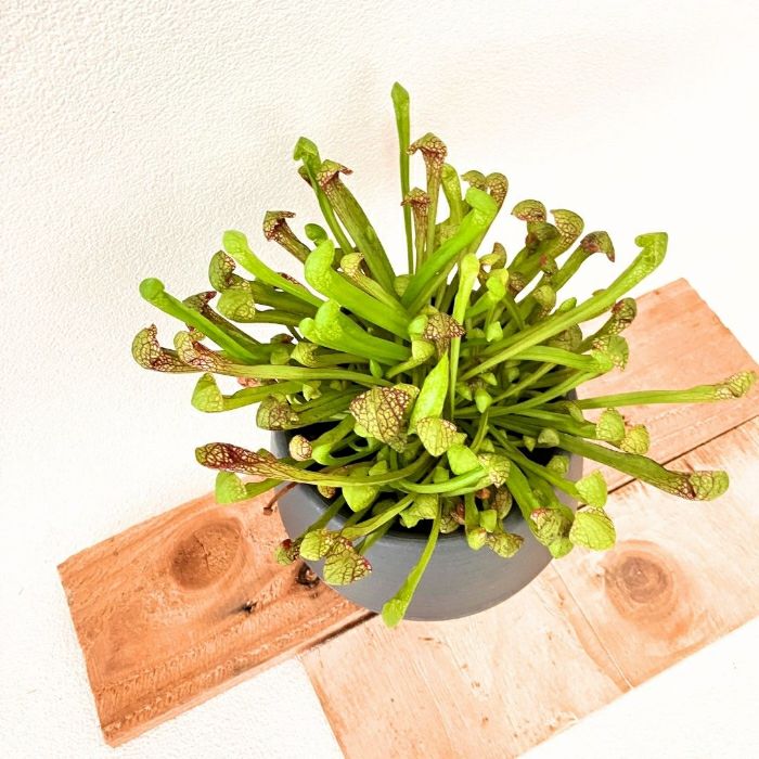 観葉植物現品販売
