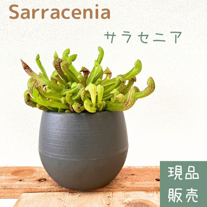 観葉植物現品販売