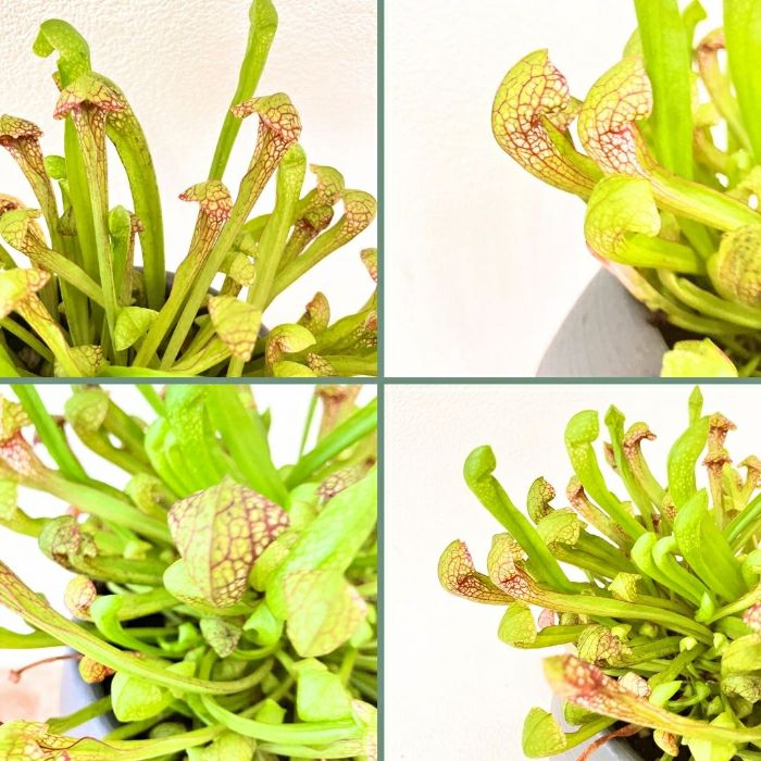 観葉植物現品販売