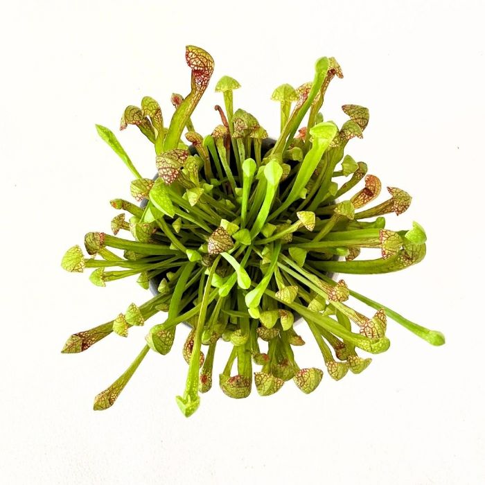 観葉植物現品販売