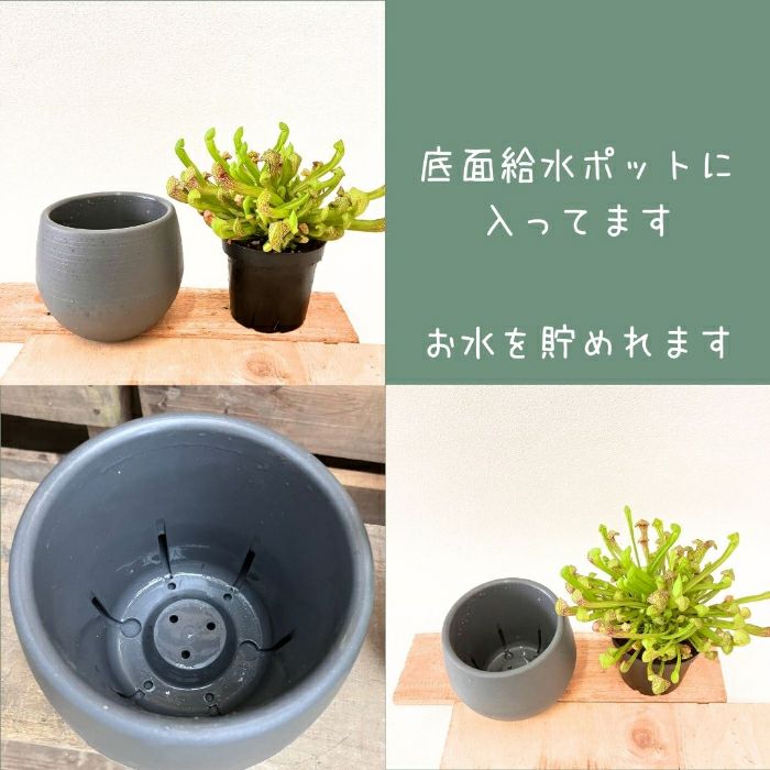 観葉植物現品販売