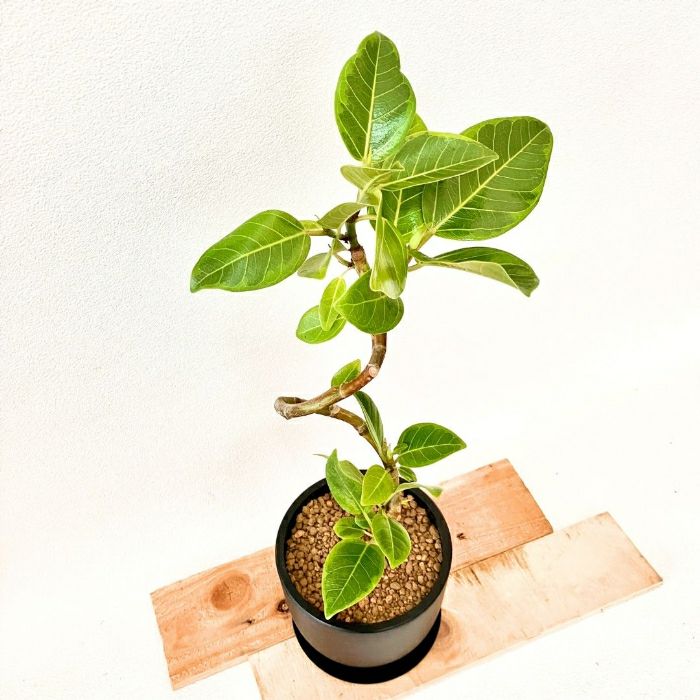 観葉植物現品販売