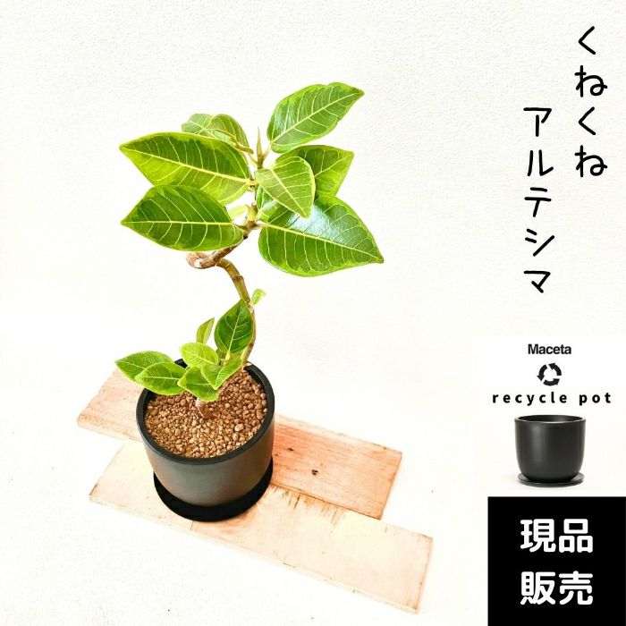 観葉植物現品販売