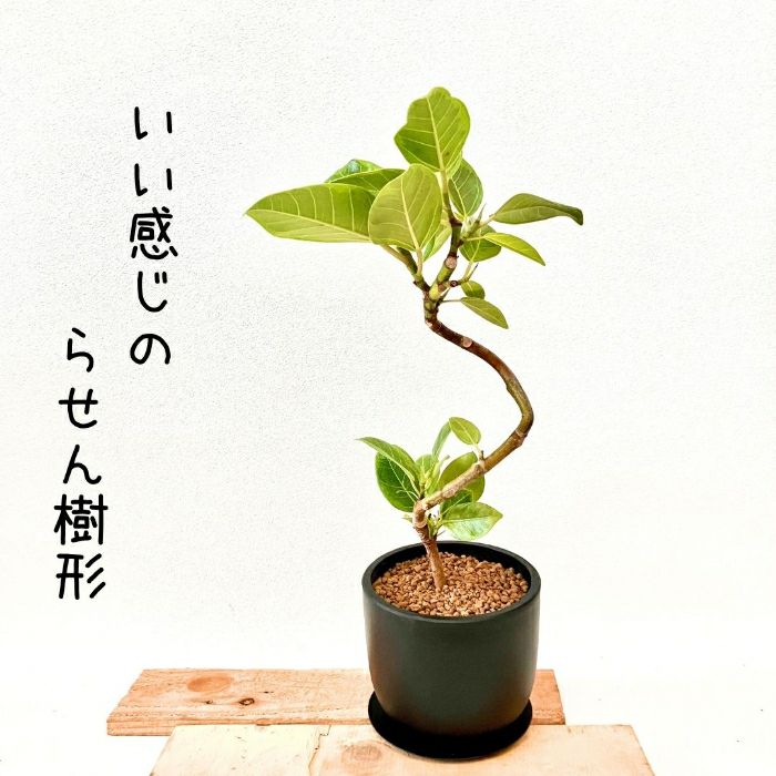 観葉植物現品販売