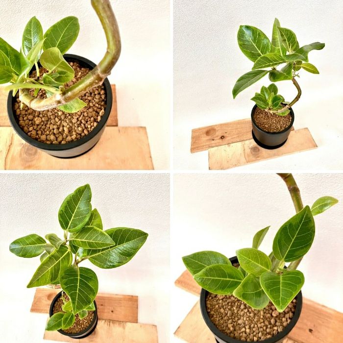 観葉植物現品販売