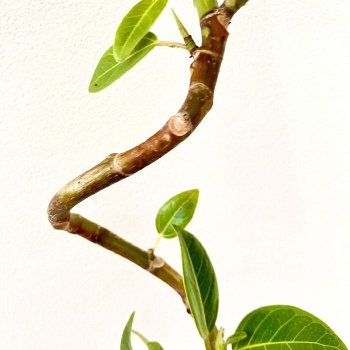 観葉植物現品販売