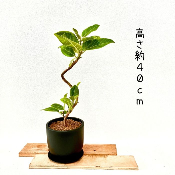 観葉植物現品販売