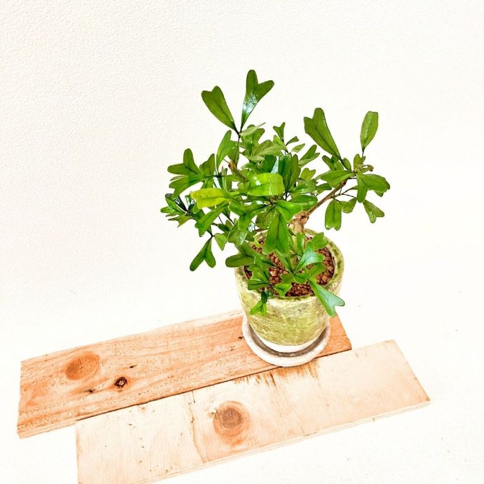 観葉植物現品販売